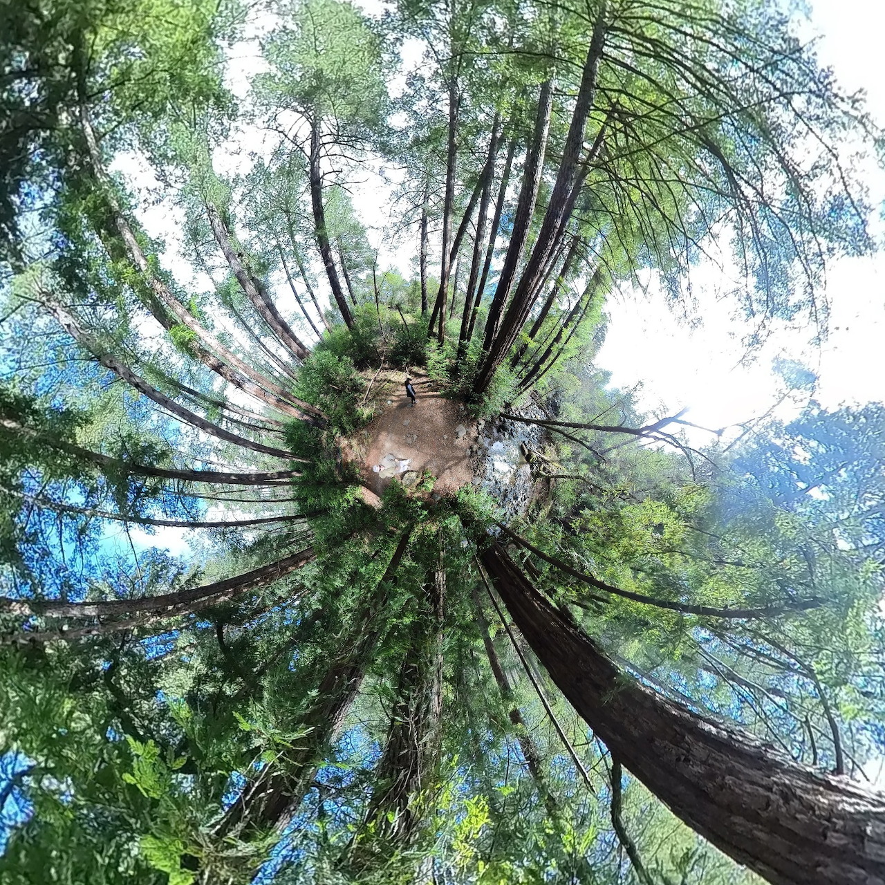 Fisheye Forest Canopy