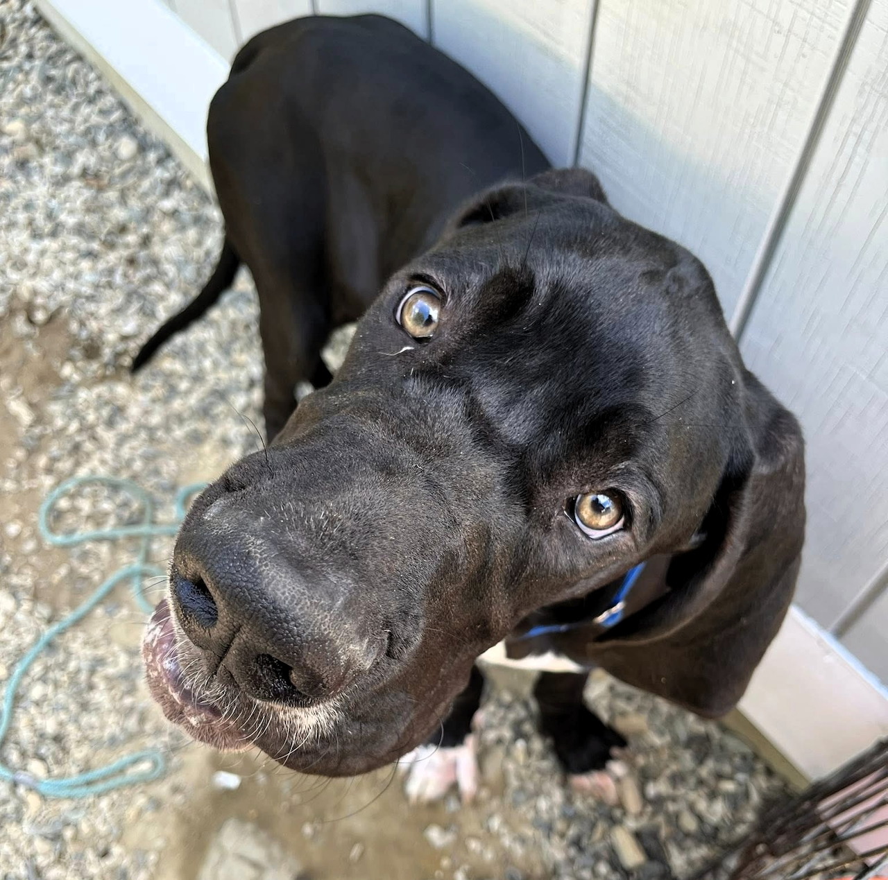 Black Dog Closeup