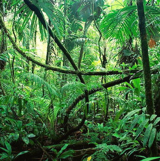 Dense tropical rainforest with green foliage, vines, and tree trunks