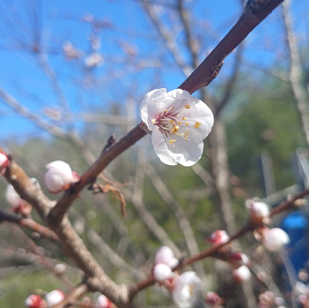 Close-up of a white blossom on a tree branch with pink buds against a blurred blue sky