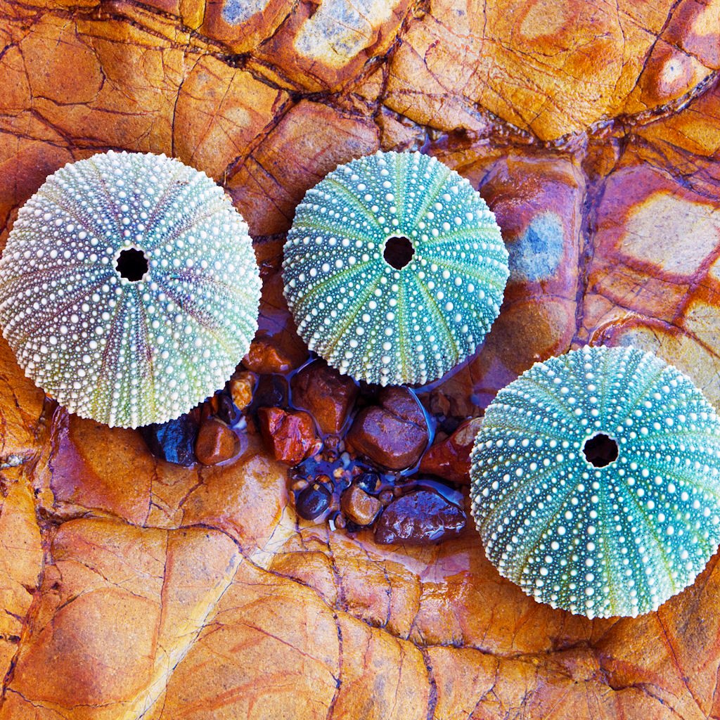 Three sea urchin shells with blue-green dotted patterns on orange dried leaves with purple shell fragments