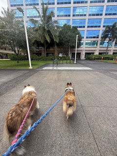 Two fluffy dogs on leashes walking on paved path toward office building