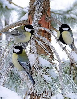 Four chickadees with black caps and white cheeks sitting on a snowy pine branch in winter