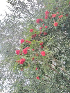 Rowan tree with abundant clusters of red berries among green and silvery foliage