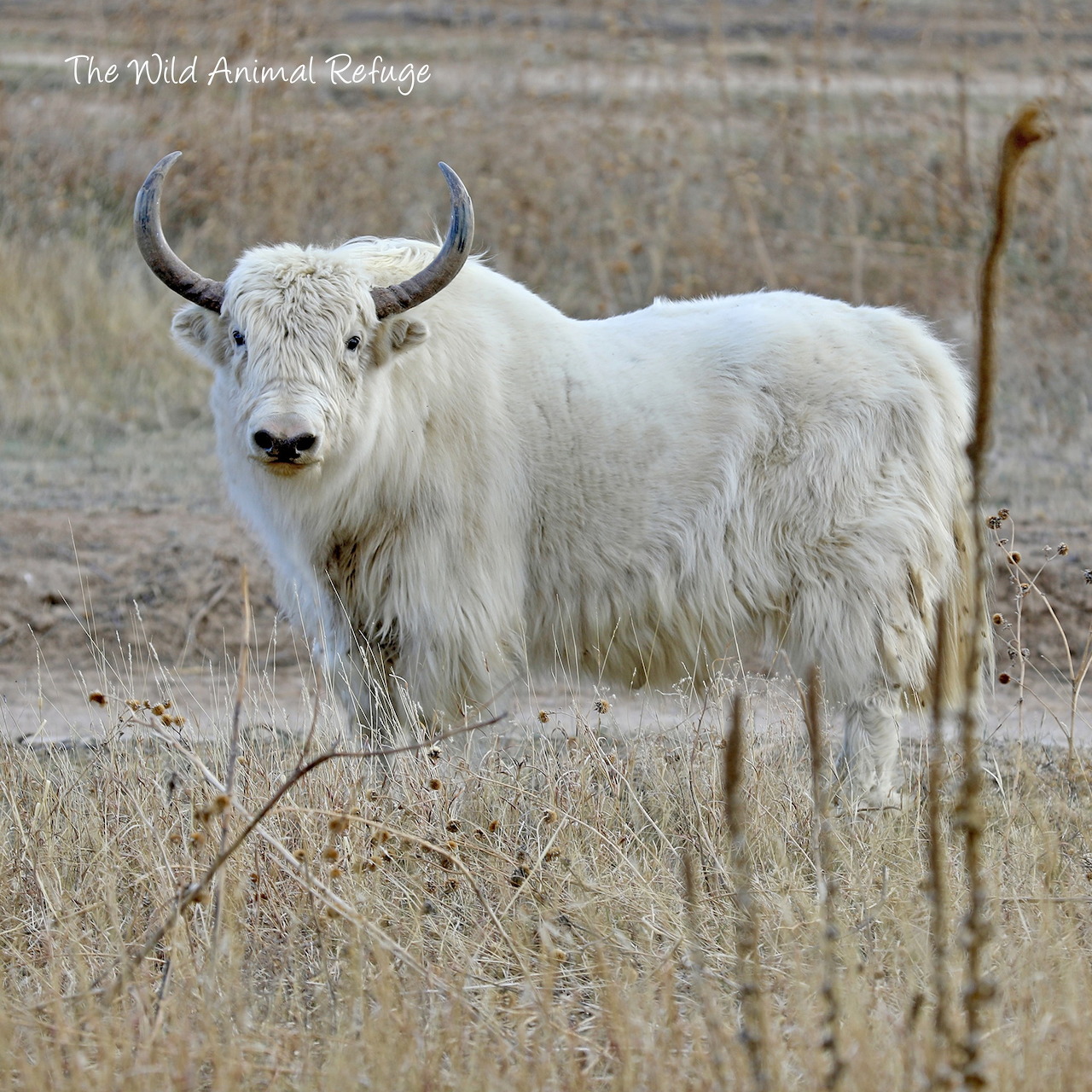 White yak with curved horns standing in dry grass field