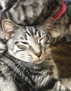 Close-up of a silver tabby cat resting with striped fur and half-closed eyes.