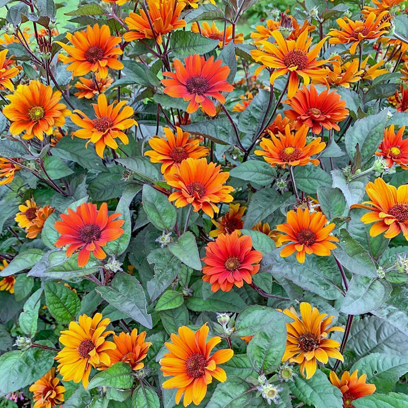 Orange Garden Flowers