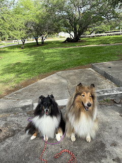 Two collies, one black and white and one tan, sitting together on a park path surrounded by grass and trees