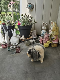 Small fluffy dog on a porch floor near potted plants and bunny figurines
