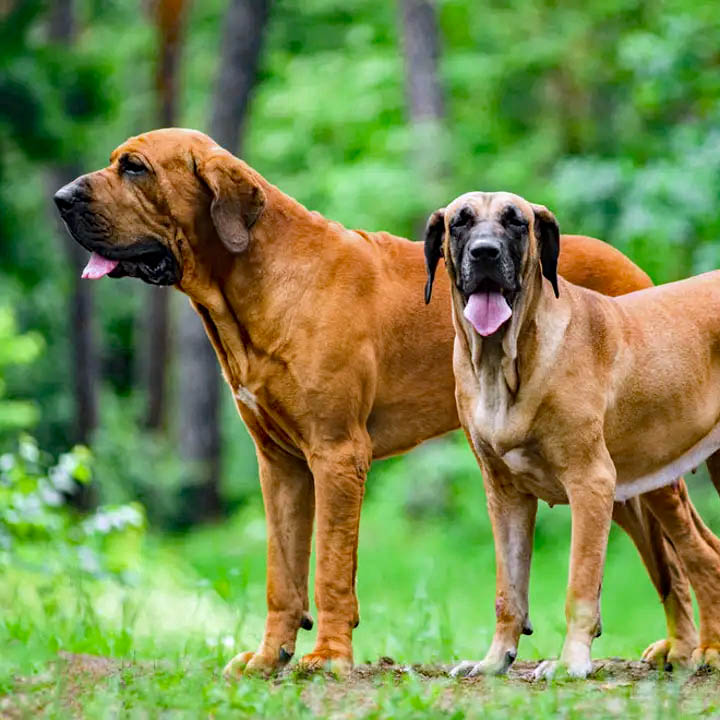 Two large mastiff dogs standing on grass in a forest clearing