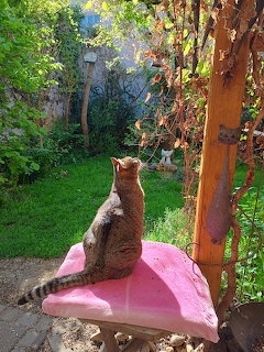 Tabby cat sitting on pink table in garden with trees and plants