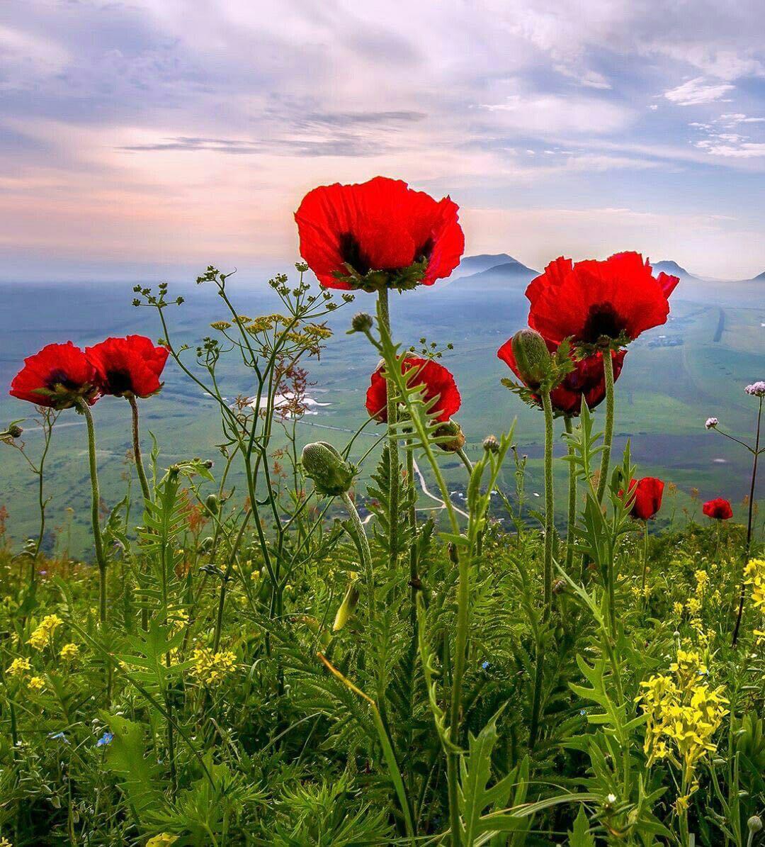 Red poppies with mountains in background under cloudy sky