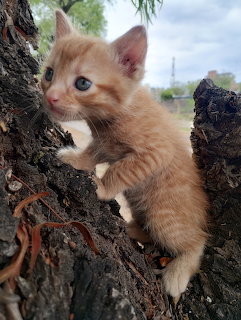 Orange Kitten on Tree Bark