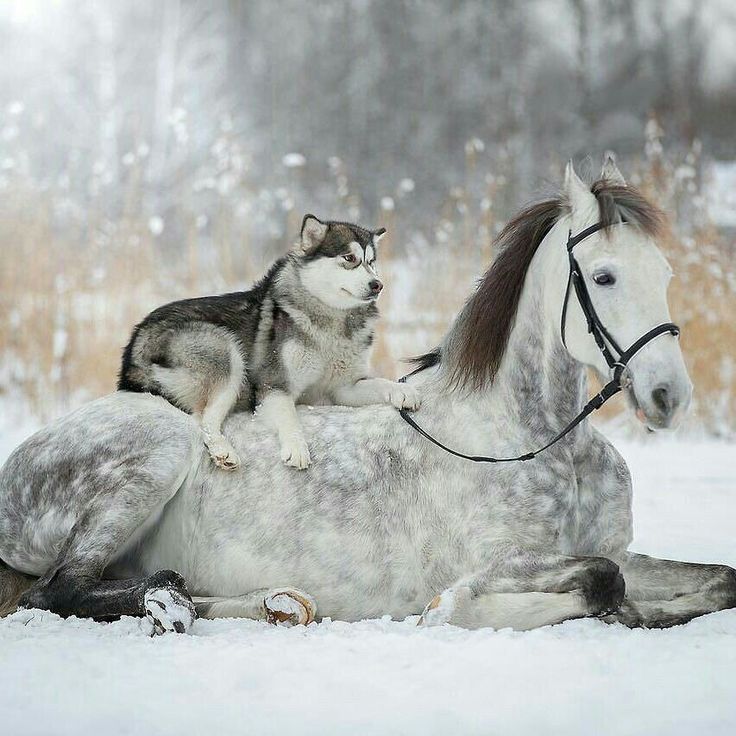 Siberian Husky sitting on white horse in snow