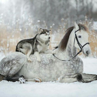 Husky and White Horse