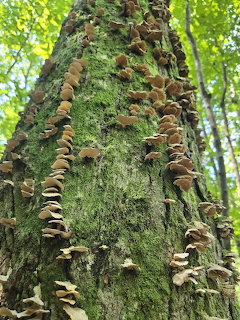 Fungi on Mosy Tree Trunk