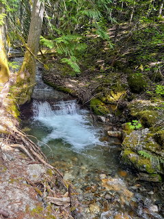Small waterfall cascading over mossy rocks in a forest creek with surrounding vegetation and fallen logs