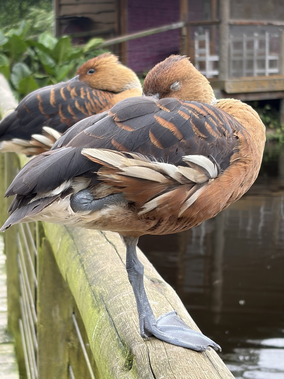 Two Ducks Resting