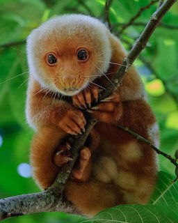 Young spotted cuscus with fluffy orange fur gripping a dark branch in tropical forest