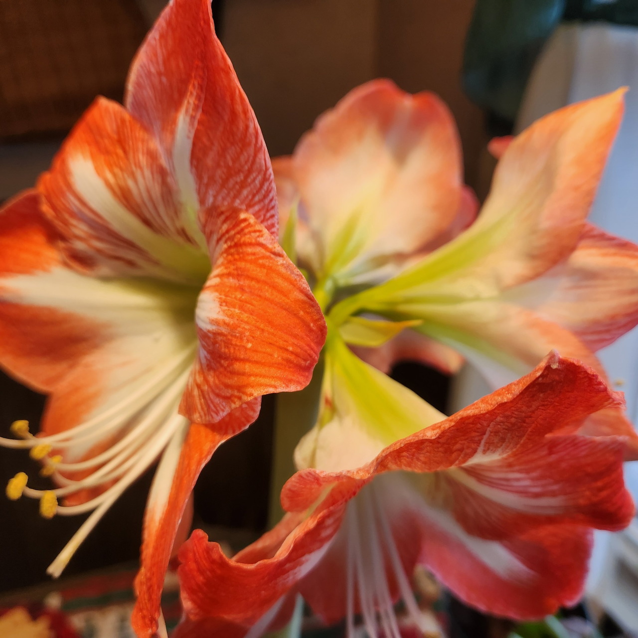 Amaryllis Flower Bloom