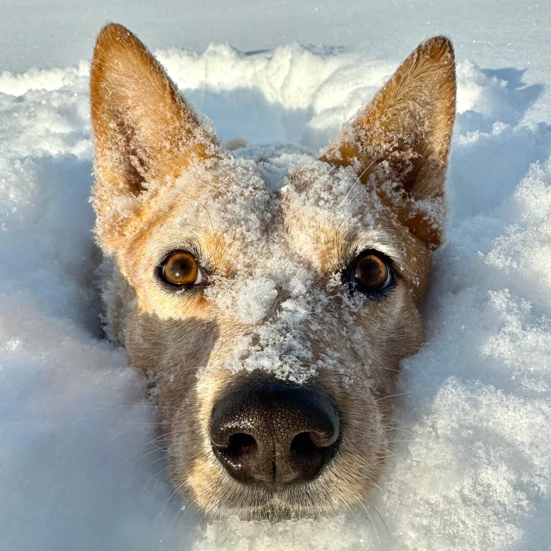 Dog in Snow