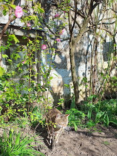 Tabby cat climbing tree trunk in sunny garden with flowering plants