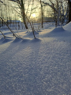 Winter forest scene with bare trees casting shadows on snow at sunset