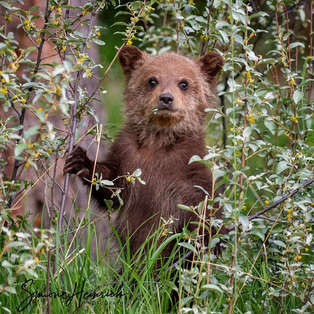 Brown bear cub standing upright in green forest vegetation