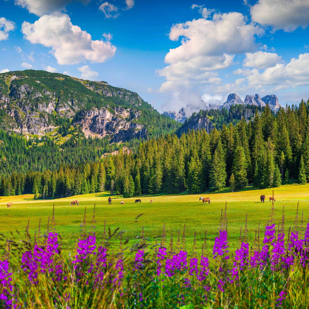 Purple lupine flowers in mountain meadow with forest and peaks