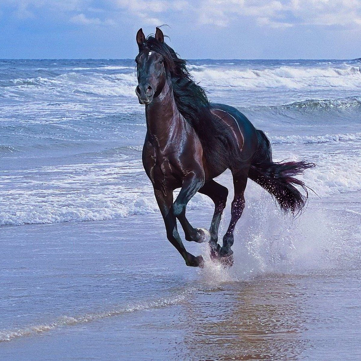 Dark horse running through shallow ocean waves on beach