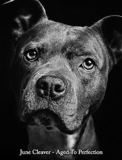 June Cleaver Dog