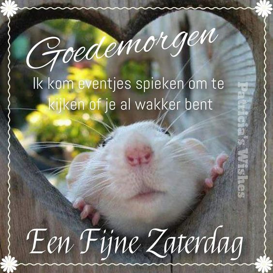 White ferret with pink nose looking up, Dutch greeting card style with ornate border