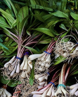 Bundles of fresh ramps with green leaves, purple stems, and white bulbs tied with blue bands