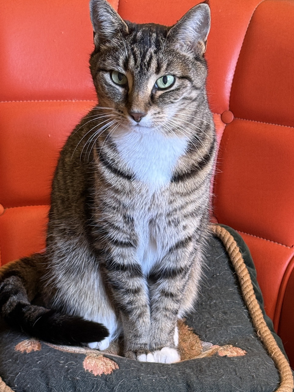 Tabby cat with a white chest sitting on a cushion in an orange chair