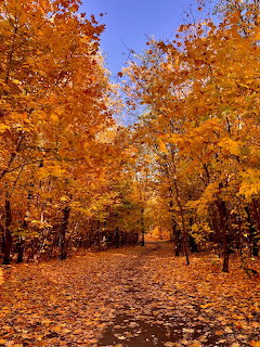 Autumn Tree-Lined Path