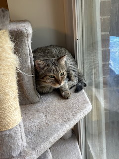 Gray tabby cat lying on carpeted cat tree perch near window
