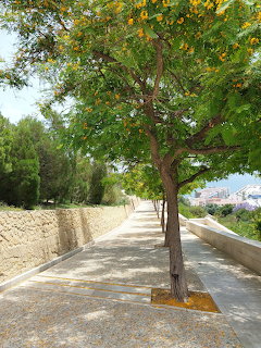 Tree-lined paved walkway with yellow flowering trees beside a stone wall on a sunny day