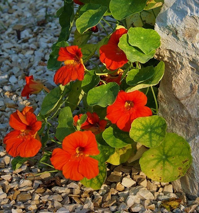 Nasturtium Flowers