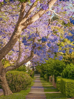 Jacaranda Tree Lined Street