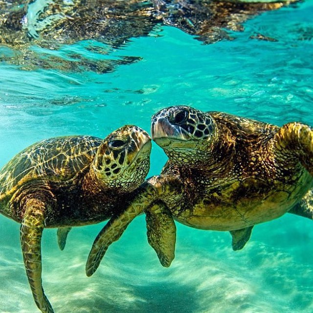 Sea Turtles Swimming Underwater
