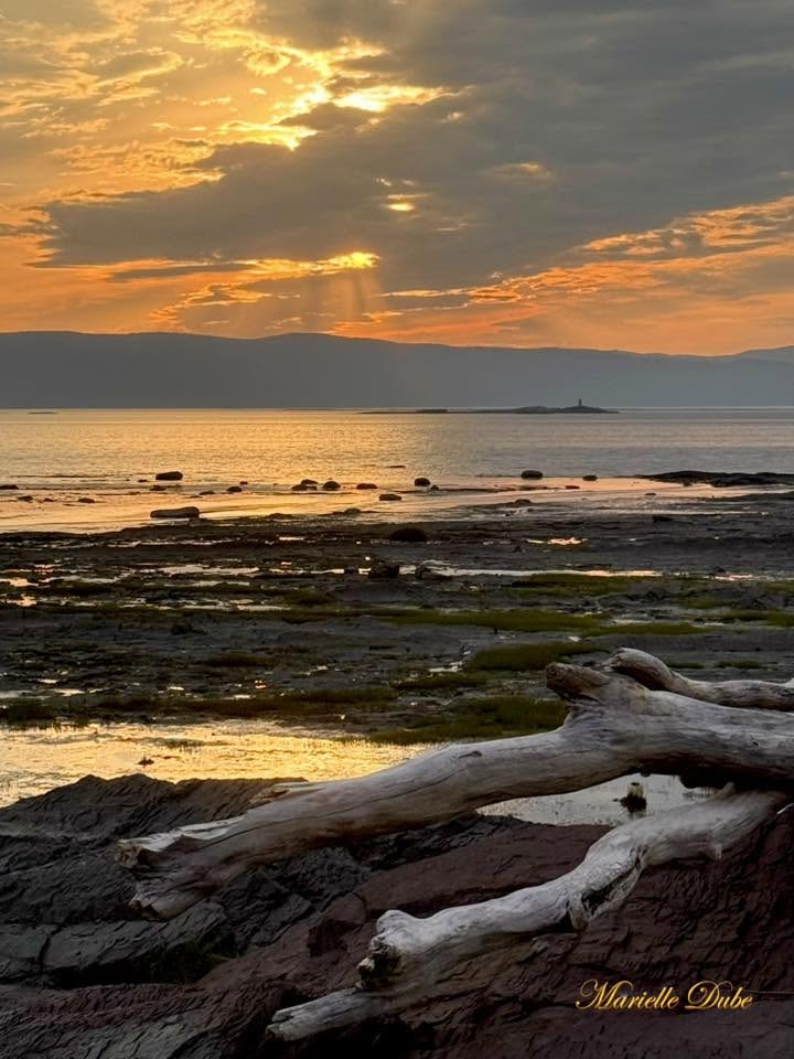 Rocky coastal shoreline at sunset with driftwood logs and golden sky over mountains