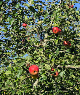 Ripe red apples growing on a leafy apple tree with blue sky in the background