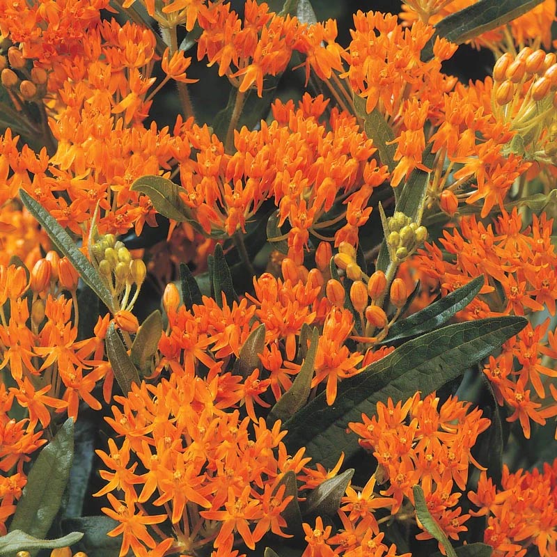 Clusters of bright orange butterfly weed flowers with star-shaped petals and green foliage