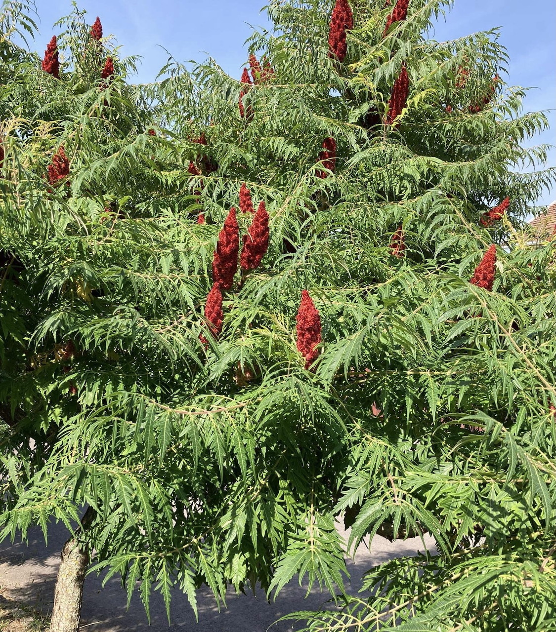 Sumac tree with red berry clusters and green feathery leaves against blue sky