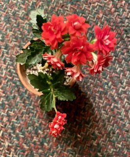 Overhead view of bright red Flaming Katy succulent blooms in a terracotta pot on patterned fabric