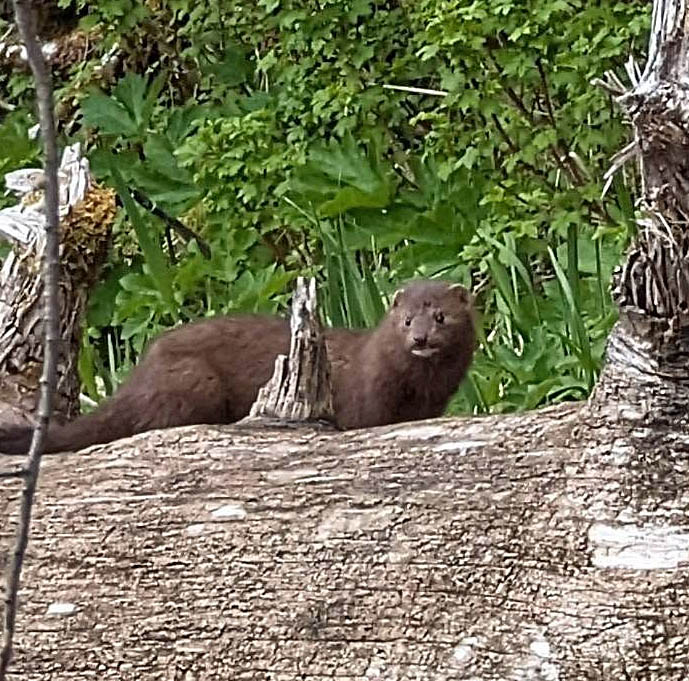 Mink on a Log