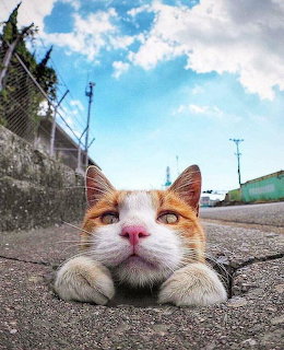 Orange and white cat lying on pavement looking directly at camera from low angle