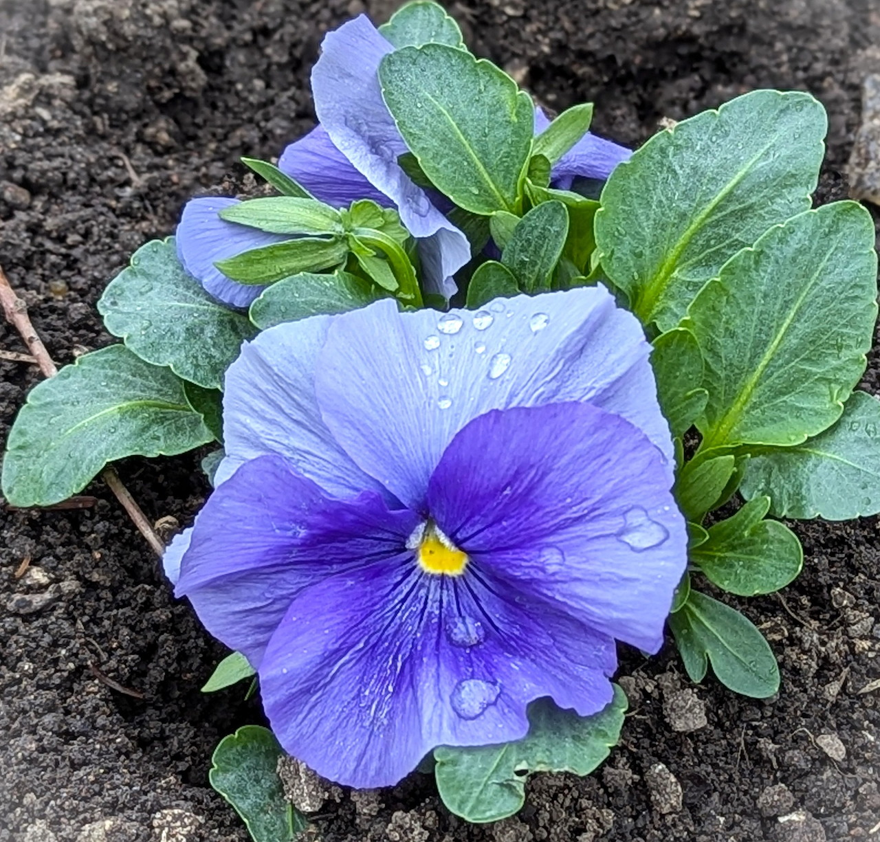 Blue-purple pansy flowers with yellow centers and green leaves in soil