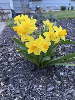 Yellow Daffodils in Garden