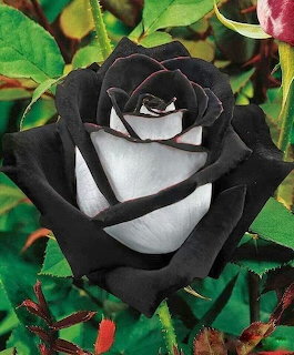 Close-up of a black rose with a white center among green leaves